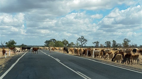 Cattle on the road.jpg